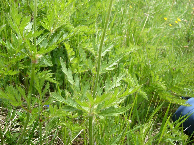 Infruttescenze di Pulsatilla alpina